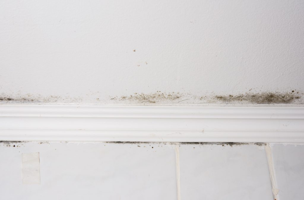shower leak repair - mould and mildew